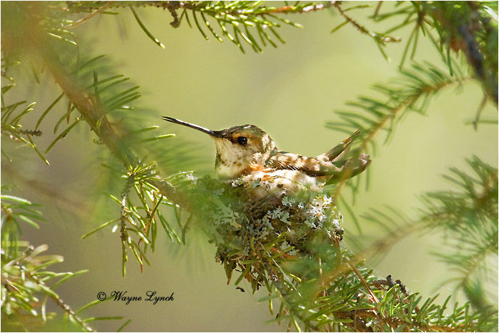 Incubating Female Rufous Hummingbird 102 by Dr. Wayne Lynch &copy;